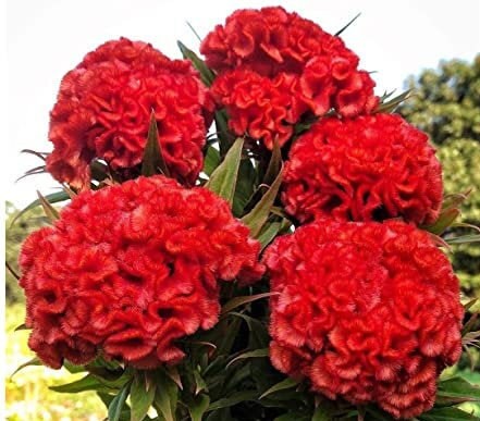 Celosia Variety: Chief Gold, Chief Persimmon, Cramers' Lemon-Lime and Pampas Plume (30+ seeds for each variety x4)