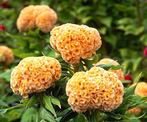 Celosia Variety: Chief Gold, Chief Persimmon, Cramers' Lemon-Lime and Pampas Plume (30+ seeds for each variety x4)