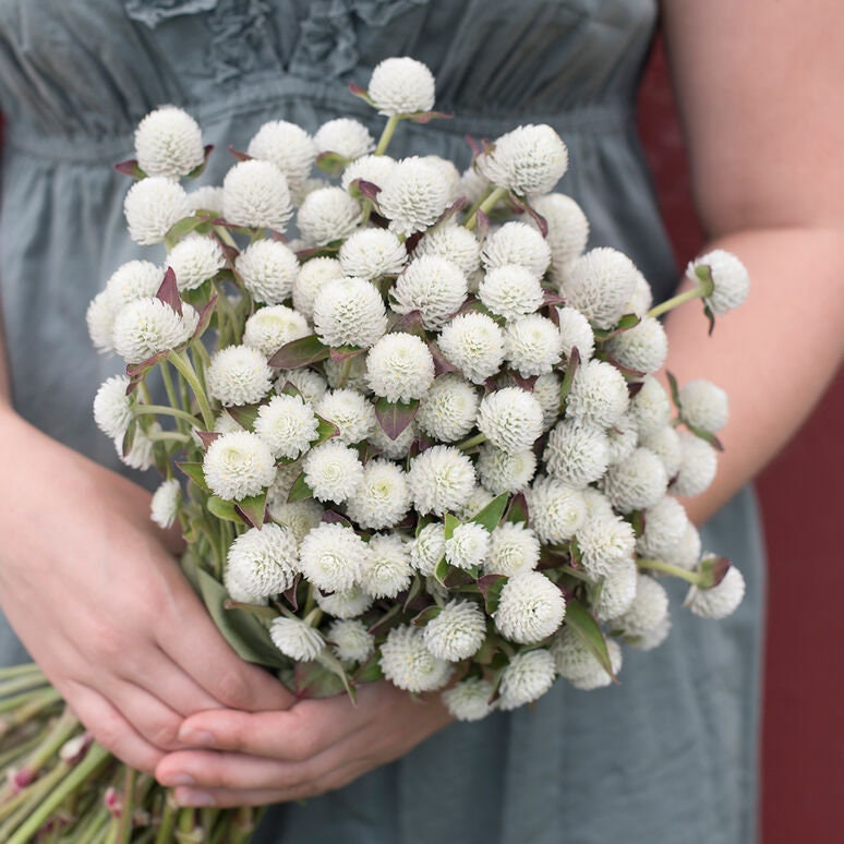 Gomphrena Audray white seeds