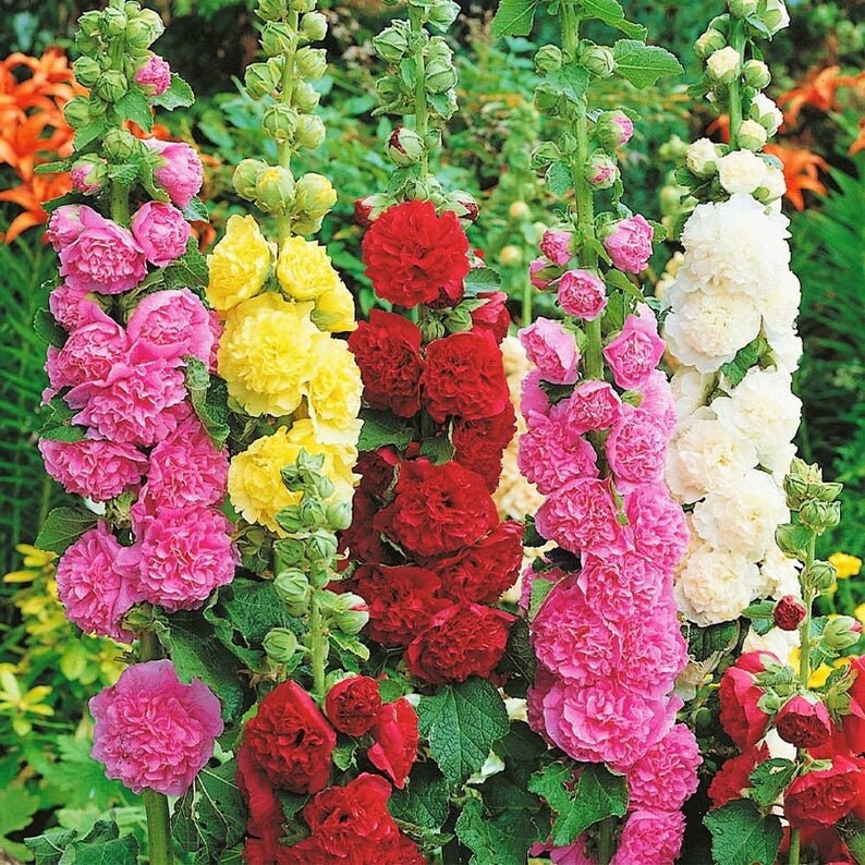 Hollyhock Summer Carnival seeds
