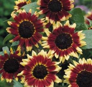 Sunflower Florenza seeds