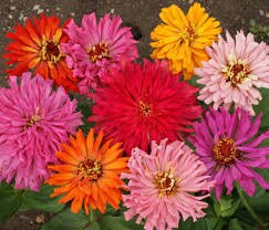 Zinnia Cactus Flowered Mix seeds