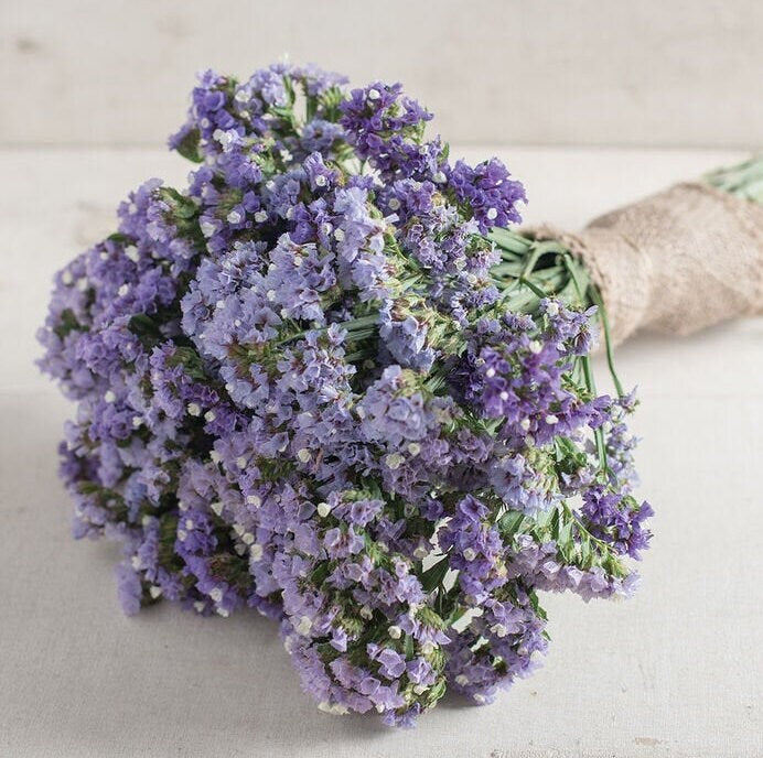 Statice Seeker Pastel Blue seeds