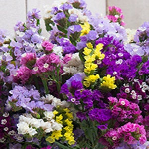 Statice Seeker Mix seeds