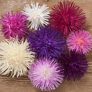 Valkyrie Mix Aster seeds