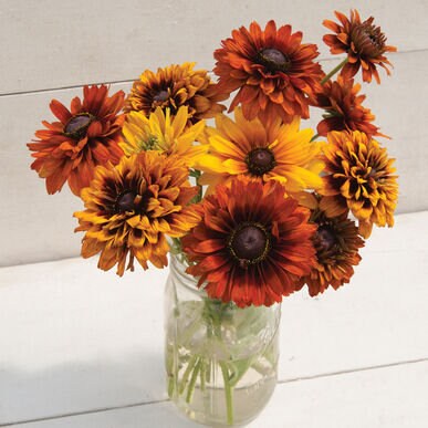 Rudbeckia variety: Cherokee Sunset, Sahara, Gloriosa Double Daisy (25 seeds for each variety x3)