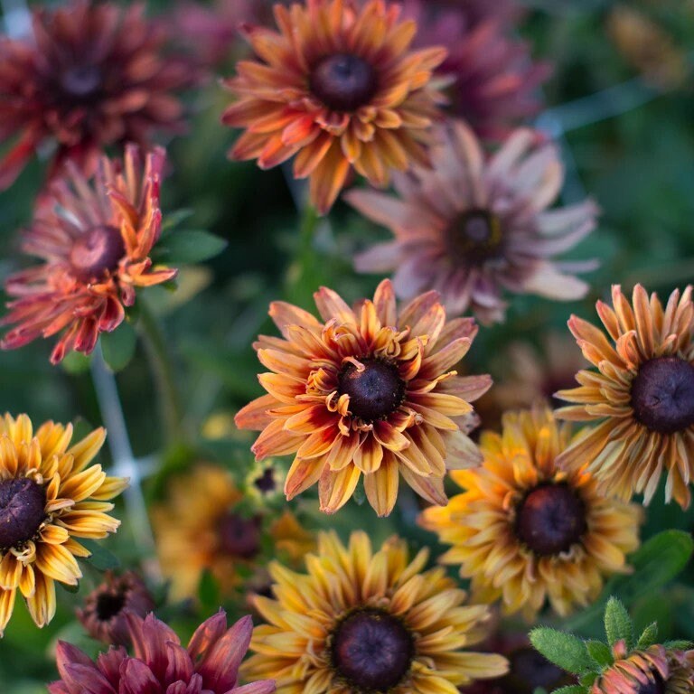 Rudbeckia variety: Cherokee Sunset, Sahara, Gloriosa Double Daisy (25 seeds for each variety x3)