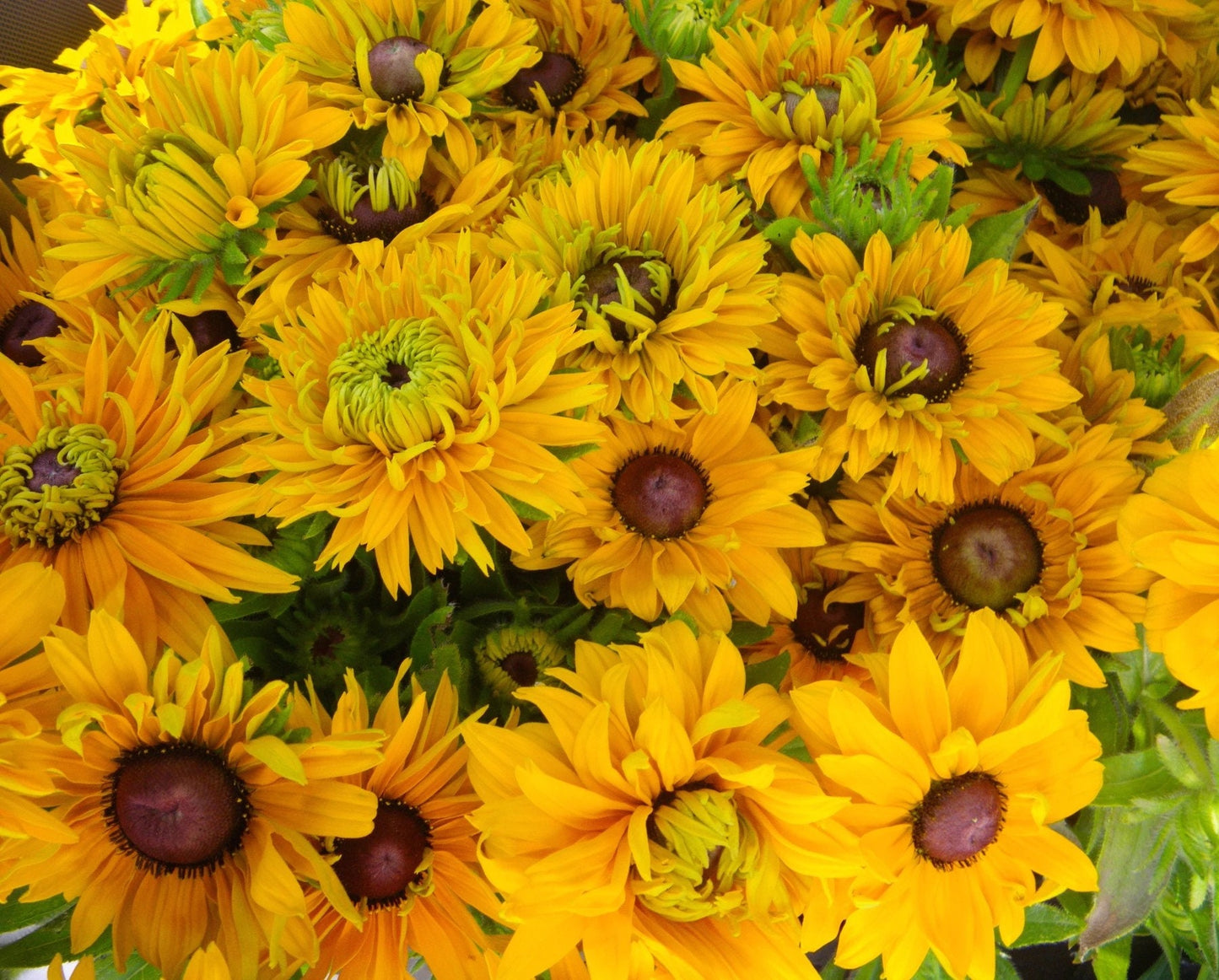 Rudbeckia variety: Cherokee Sunset, Sahara, Gloriosa Double Daisy (25 seeds for each variety x3)