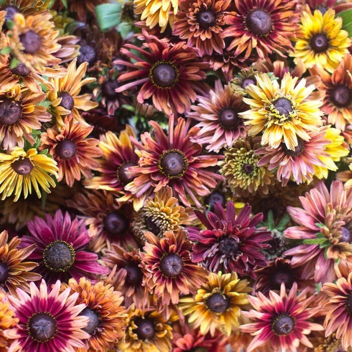 Rudbeckia variety: Cherokee Sunset, Sahara, Gloriosa Double Daisy (25 seeds for each variety x3)