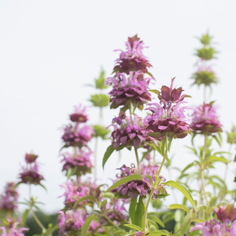 Monarda Lemon Mint seeds