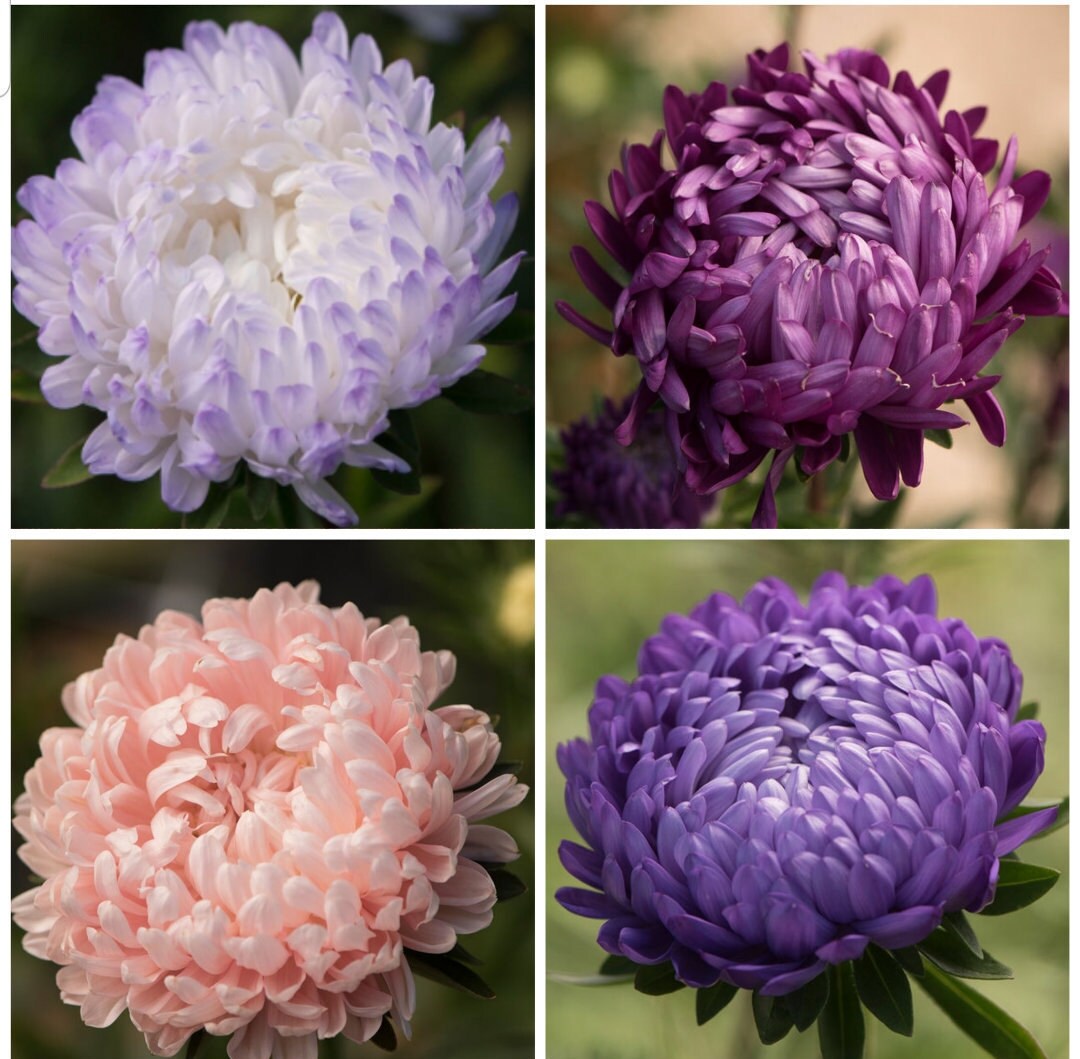 Aster flower store types