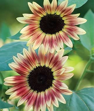 Sunflower Strawberry Blonde seeds