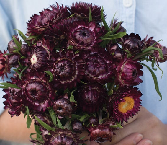Strawflower Variety: Sultane Mix, Apricot/Peach, Purple-Red, Silvery Rose (100+ seeds of each variety ×4)