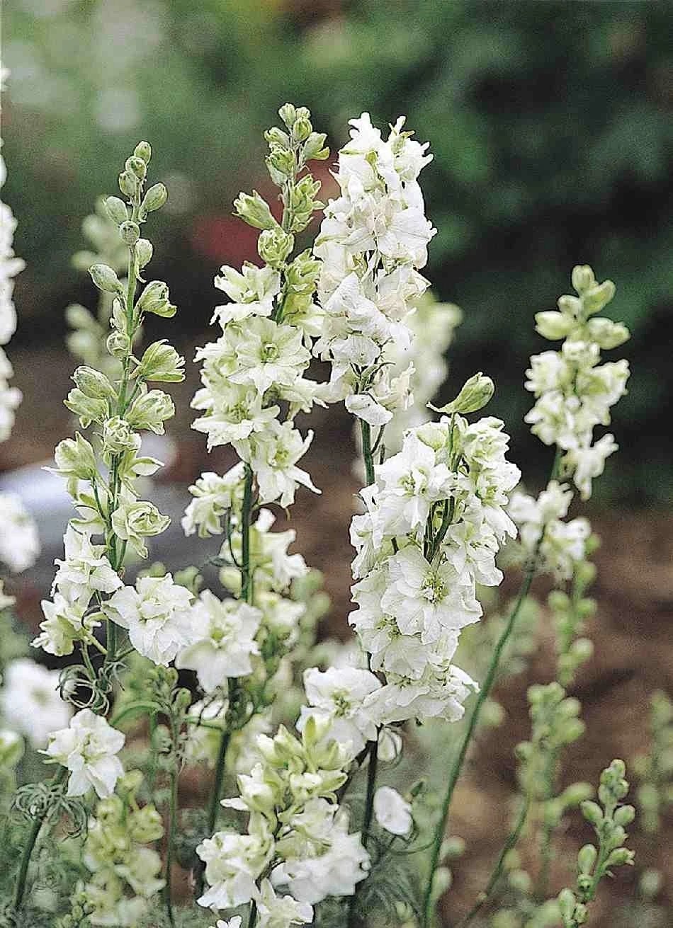 Larkspur Variety: Fancy Pink, Misty Lavender/Earl Grey, White seeds (40 seeds for each variety x3)