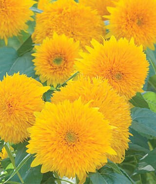 Sunflower Teddy Bear seeds