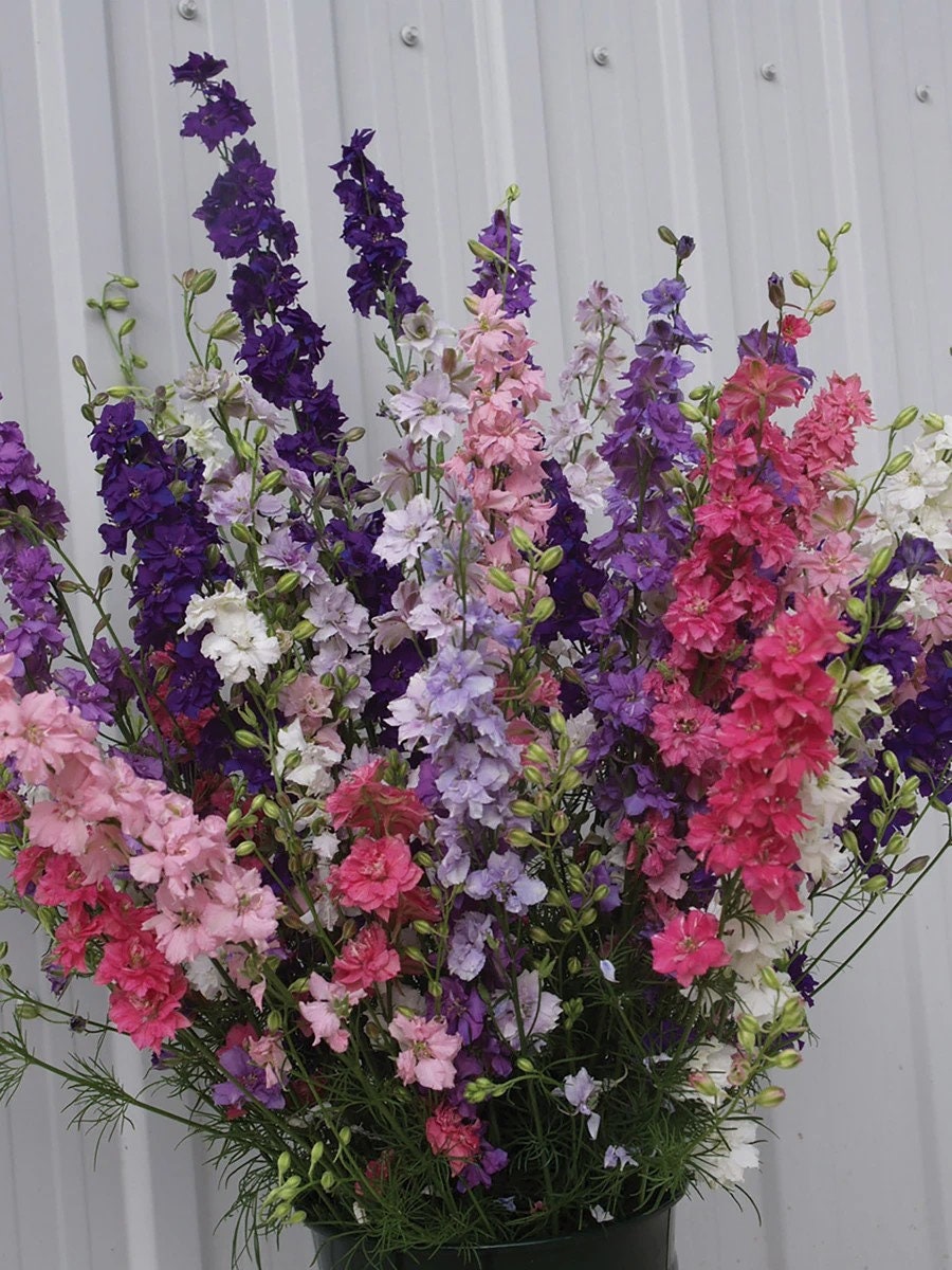 Larkspur QIS Mix seeds