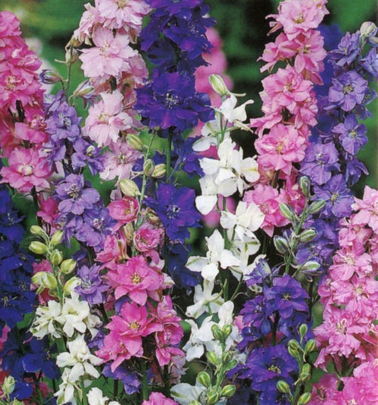 Larkspur QIS Mix seeds