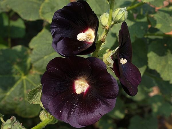 Hollyhock Nigra seeds