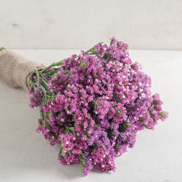 Statice Seeker Rose Shades seeds