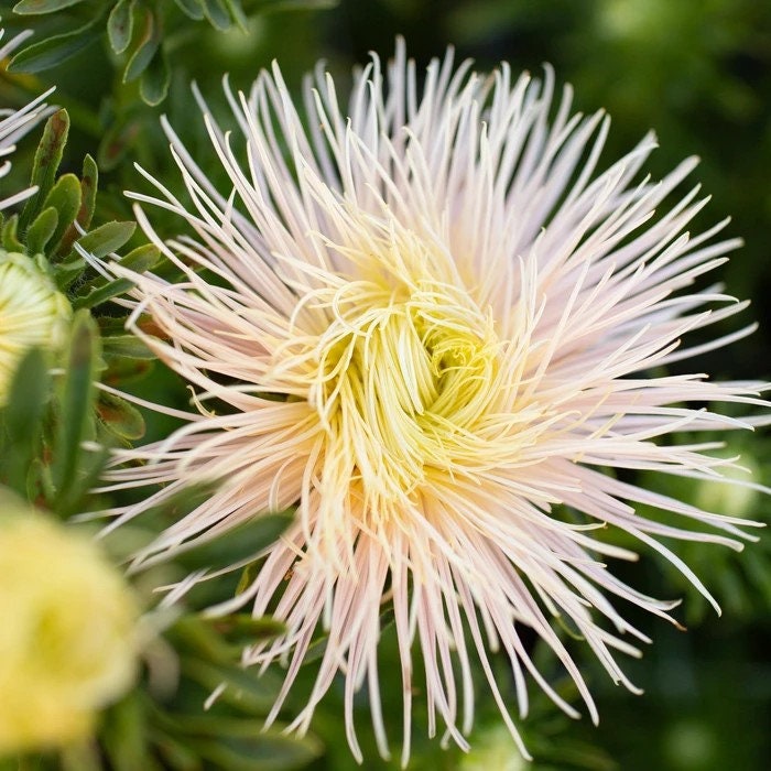 Valkyrie Brunhilde Chamois Aster seeds