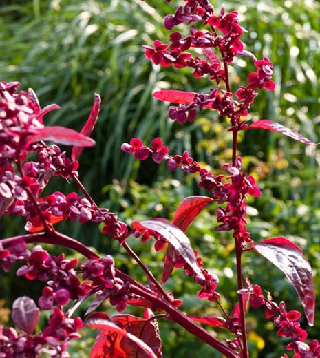 Orach/Atriplex Red Plume seeds