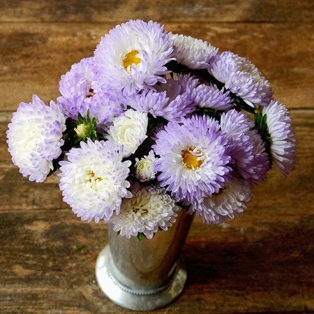 Tower Silver Aster seeds