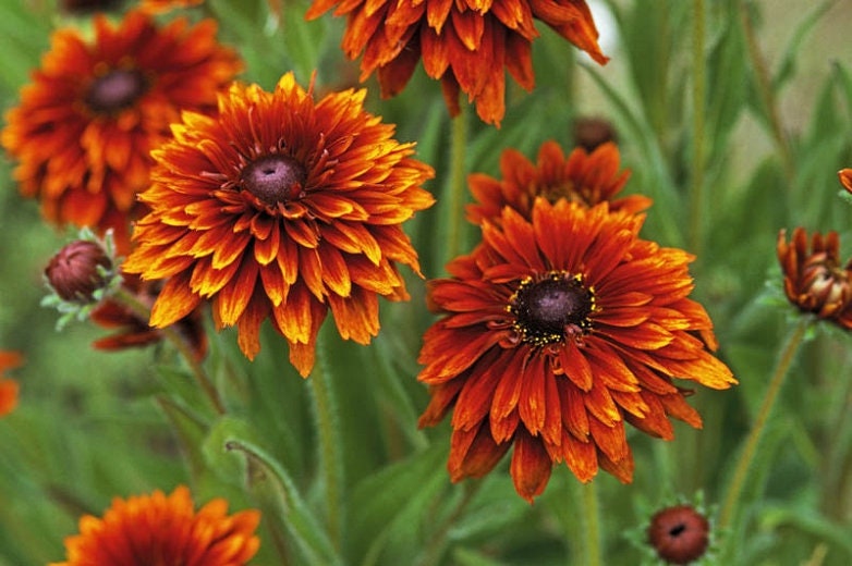 Rudbeckia variety: Cherokee Sunset, Sahara, Gloriosa Double Daisy (25 seeds for each variety x3)