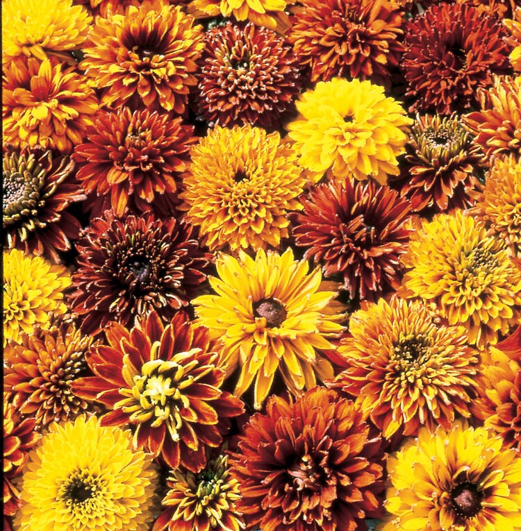 Rudbeckia variety: Cherokee Sunset, Sahara, Gloriosa Double Daisy (25 seeds for each variety x3)