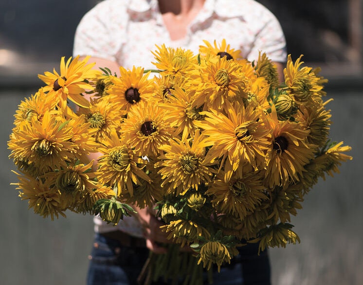 Rudbeckia variety: Cherokee Sunset, Sahara, Gloriosa Double Daisy (25 seeds for each variety x3)