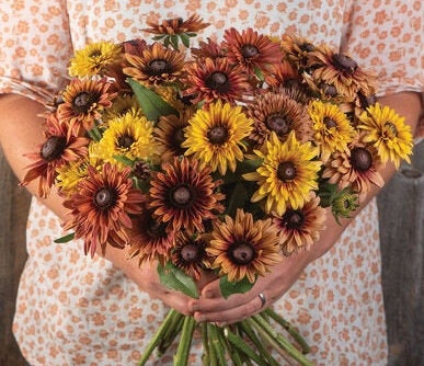 Rudbeckia variety: Cherokee Sunset, Sahara, Gloriosa Double Daisy (25 seeds for each variety x3)