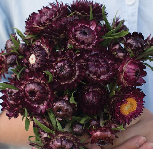 Strawflower Purple Red seeds