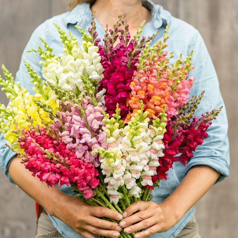 Snapdragon Potomac Custom Mix seeds