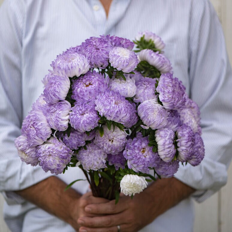 Tower Aster Variety: Silver, Violet, Chamois, Blue (25 seeds per variety ×4)