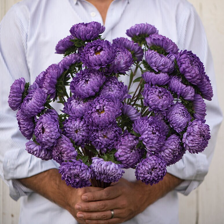 Tower Aster Variety: Silver, Violet, Chamois, Blue (25 seeds per variety ×4)