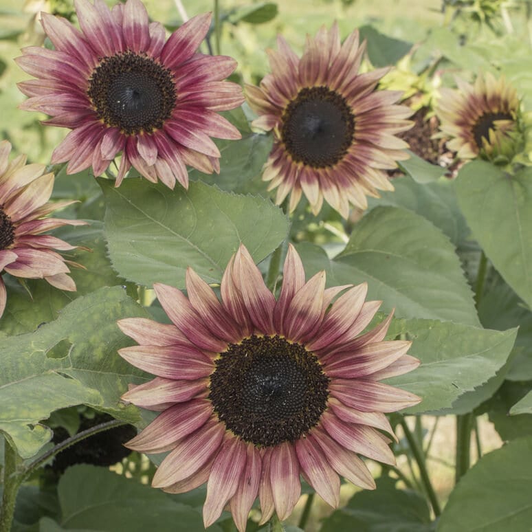 Sunflower Strawberry Blonde seeds