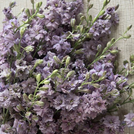 Larkspur Variety: Fancy Pink, Misty Lavender/Earl Grey, White seeds (40 seeds for each variety x3)