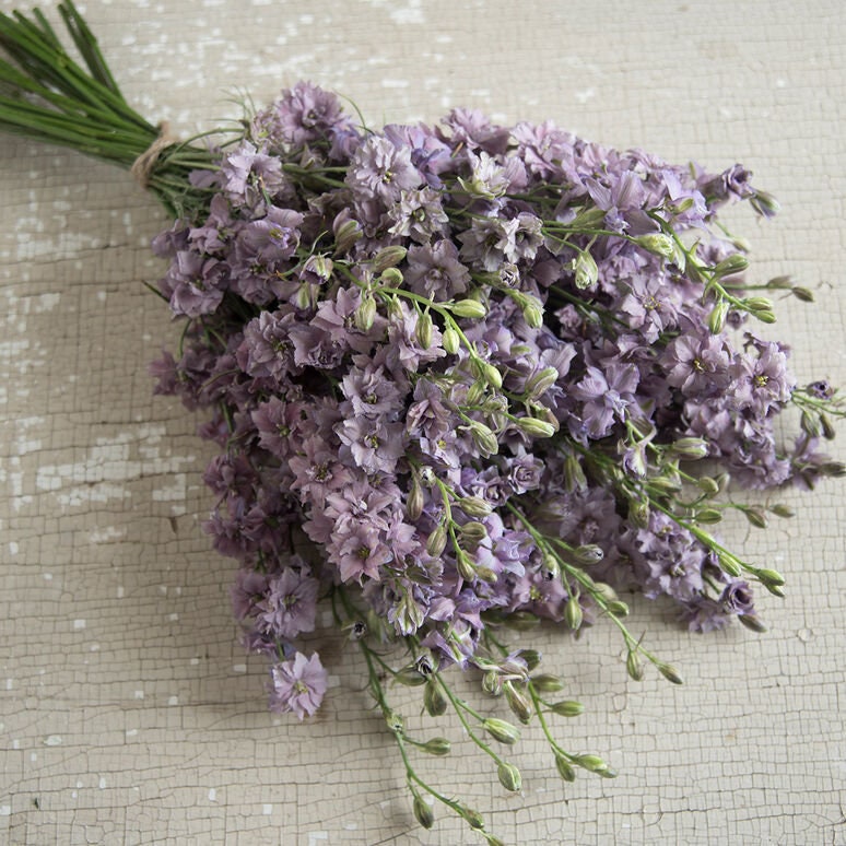 Larkspur Variety: Fancy Pink, Misty Lavender/Earl Grey, White seeds (40 seeds for each variety x3)