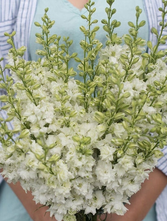 Larkspur Variety: Fancy Pink, Misty Lavender/Earl Grey, White seeds (40 seeds for each variety x3)