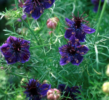 Nigella Midnight Love-in-a-mist seeds