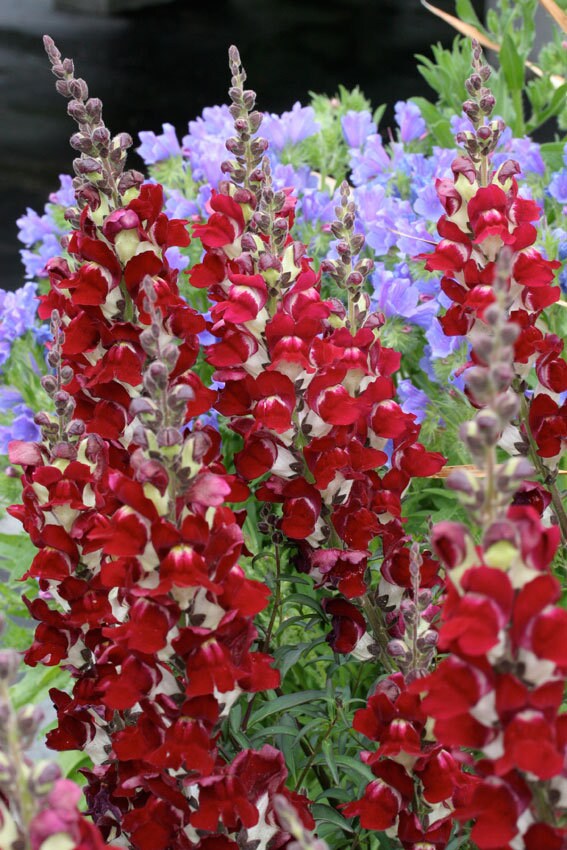 100+ Snapdragon Night and Day seeds