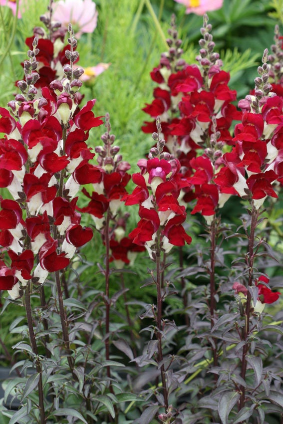 100+ Snapdragon Night and Day seeds