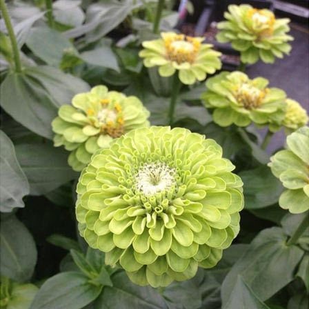 Zinnia Envy seeds