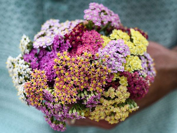 50+ Yarrow Colorado Mix seeds