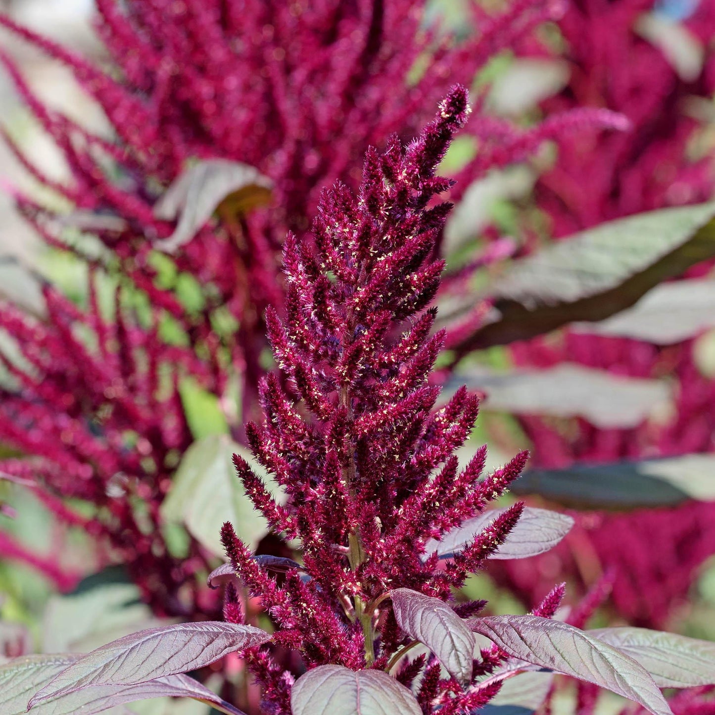 Amaranth Red Spike seeds