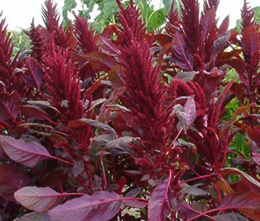 Amaranth Red Spike seeds
