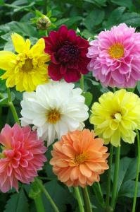 Dahlia Giant Hybrid Mix