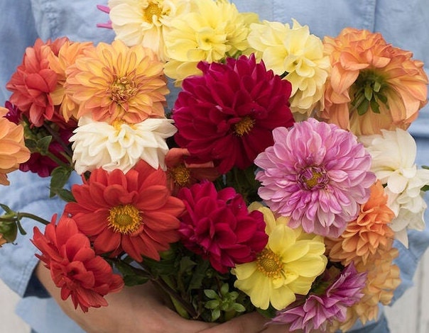 precision garden seeder planter 120 Giant Dahlia Mix seeds – GardeningTreasures