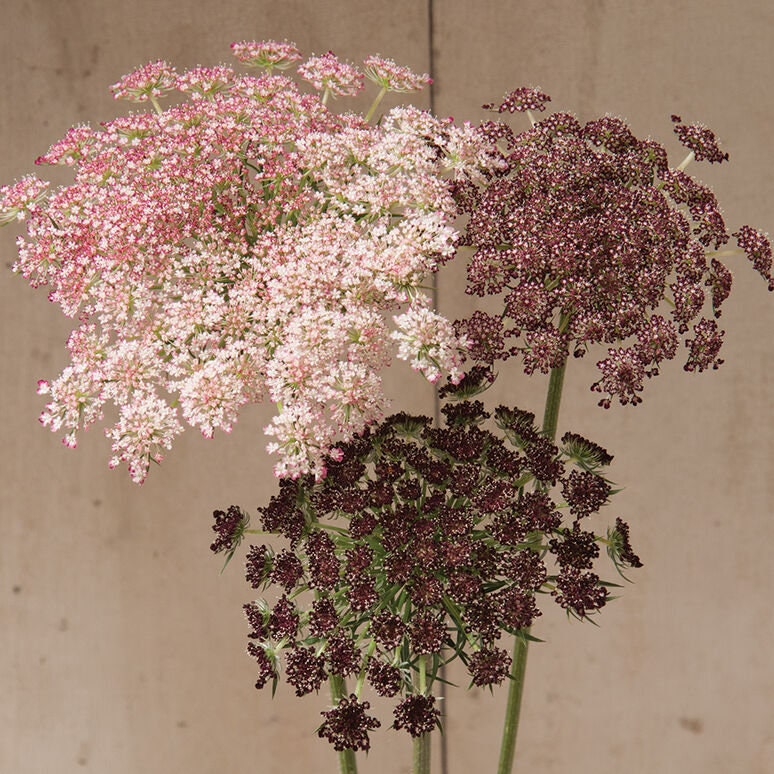 Queen Anne's Lace Variety: Dara Daucus, White Dill, Green Mist (50+ seeds for each variety x3)