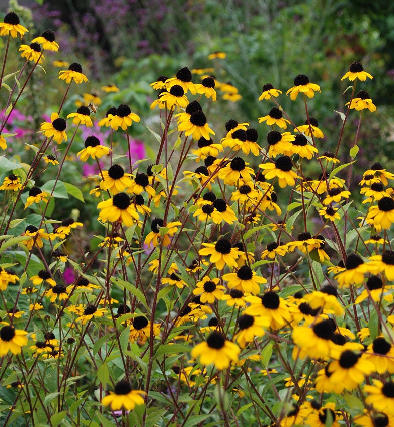 Rudbeckia Triloba seeds