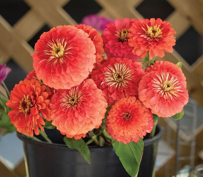 Zinnia Giant Coral seeds